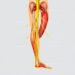 Essential Insights into Sciatic Nerve Anatomy and Its Function
