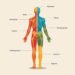 Dermatomes Explained: Simple Guide to Nerve Maps and Symptoms